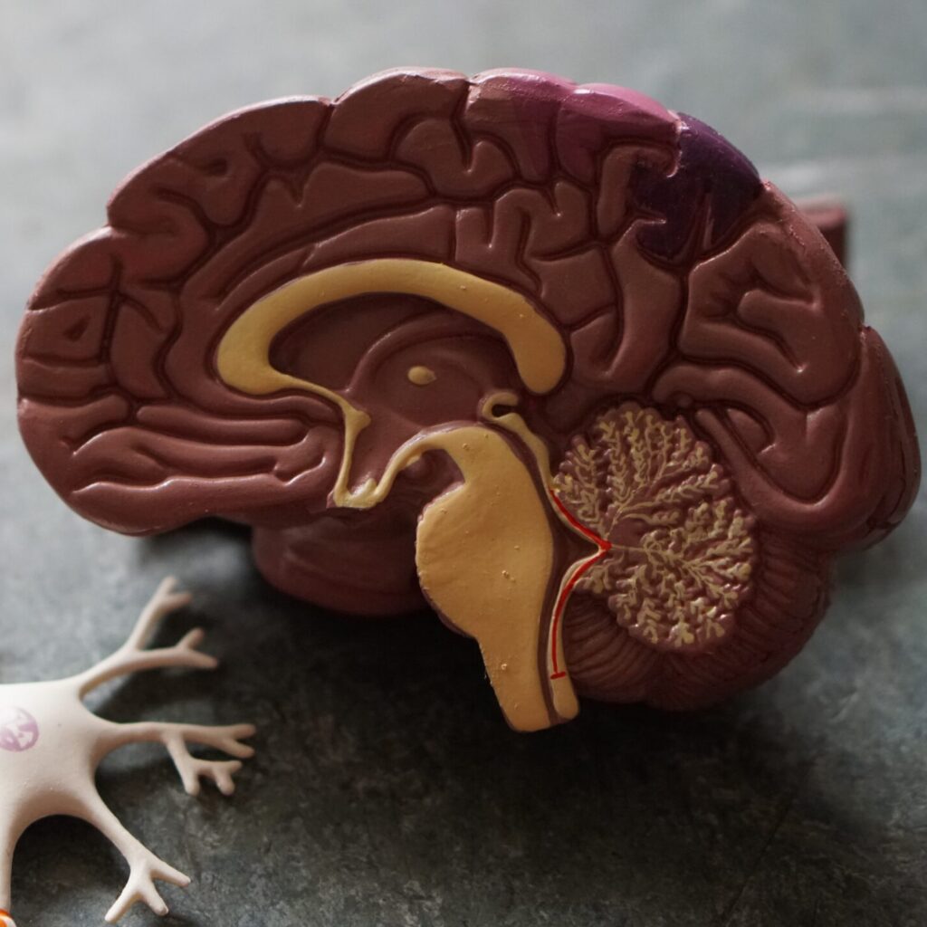 human brain toy